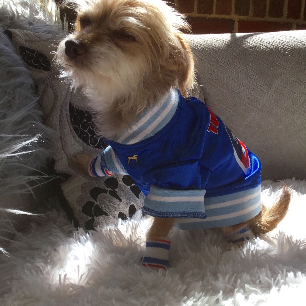 Pet jacket